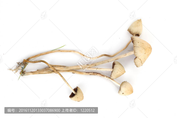 裸蓋菇semilanceata