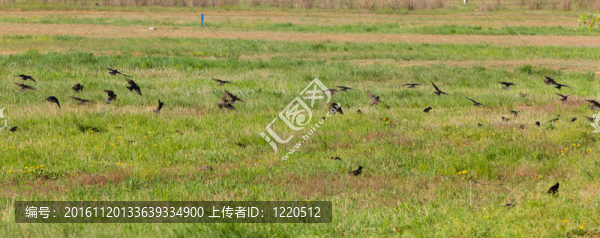 一群椋鳥