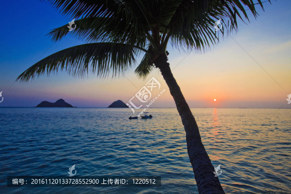 太平洋日出與棕櫚樹
