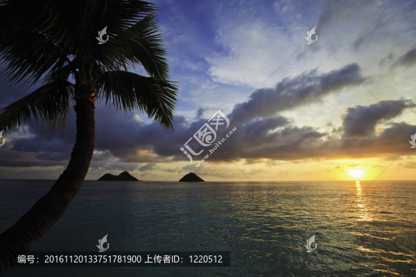 太平洋日出夏威夷棕櫚樹