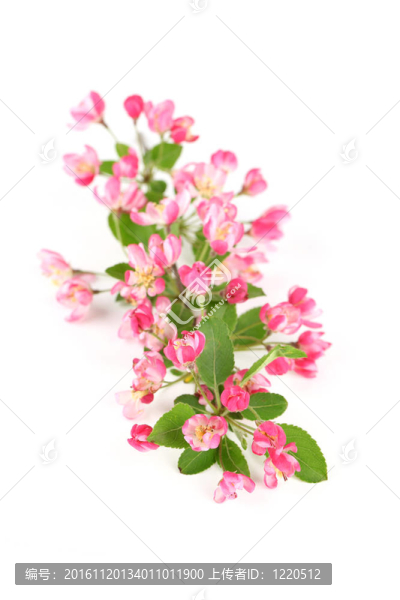 粉紅色的春天的花朵