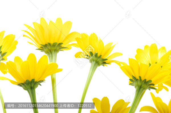 黃色的雛菊