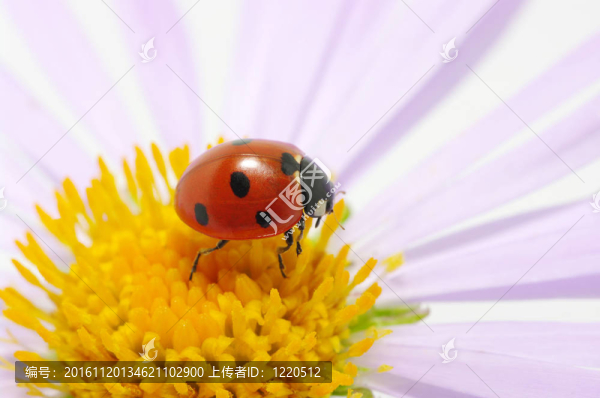 瓢蟲