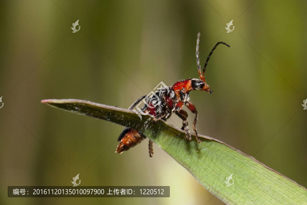 紅甲蟲(chóng)