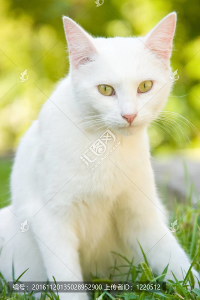 貓