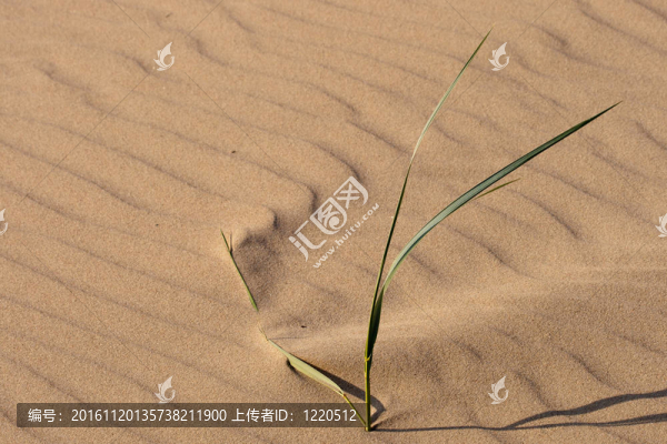 海灘上的沙子