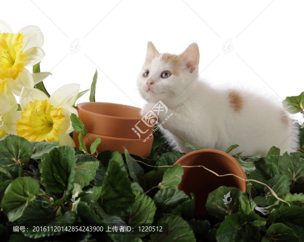 花園里的小貓