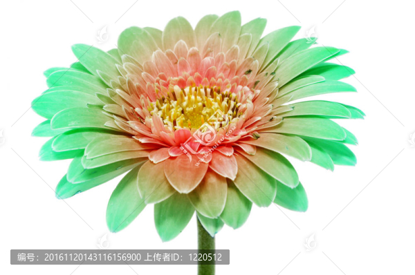 非洲菊雛菊