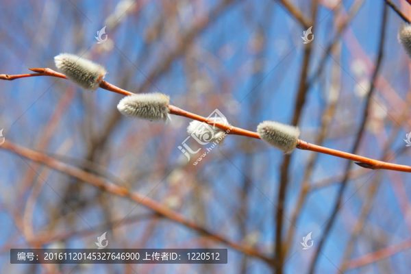 藍(lán)天上的柳樹(shù)枝