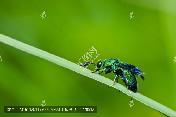 綠色的黃蜂在綠色的大自然或在花園里