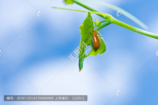 綠色自然中的橙色甲蟲