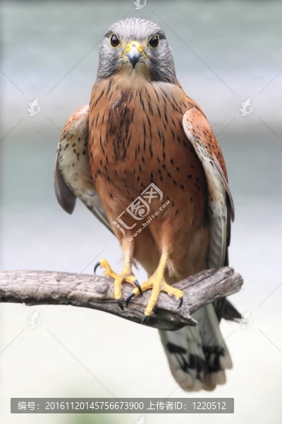 巖石隼鳥