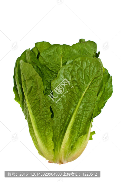 孤立的生菜沙拉