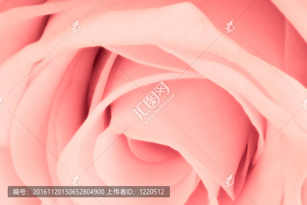 粉紅玫瑰特寫