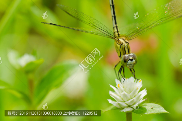 蜻蜓在花園