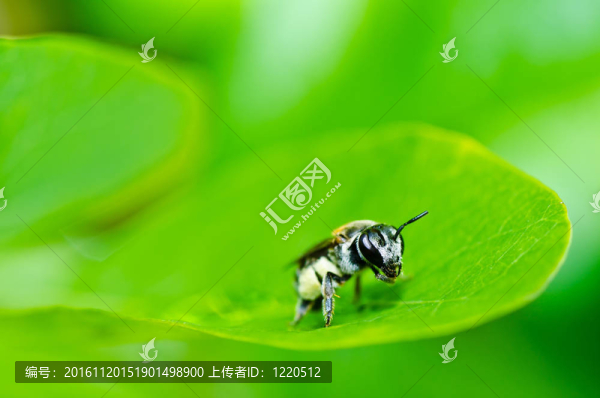 綠色自然的蜜蜂