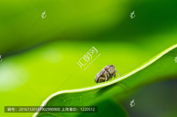 綠色自然中的蚜蟲