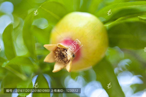 石榴