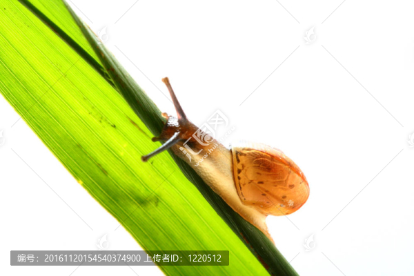 殼草