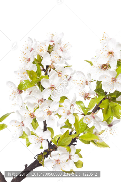 春天的梅花樹