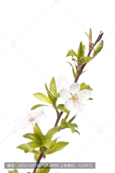 春天的梅花樹