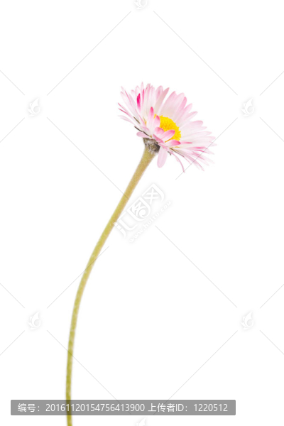 雛菊