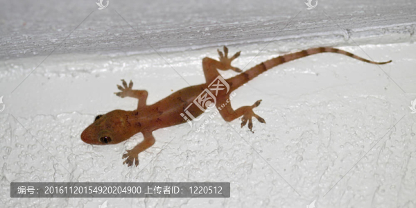 壁虎（Hemidactylus,frenatus）