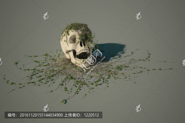 人類頭骨