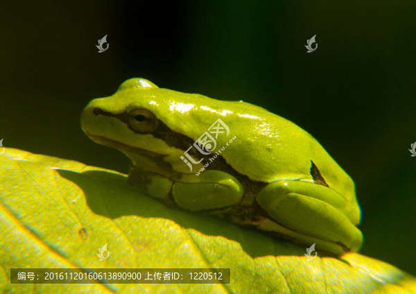 蜘蛛網(wǎng)