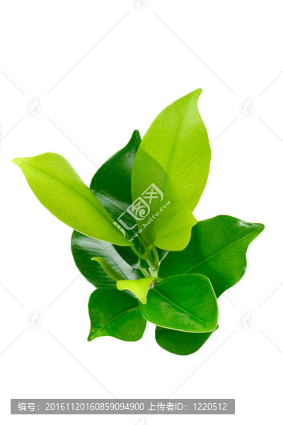 綠色的小植物