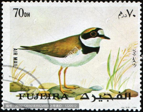 小環(huán)鸻Charadrius,dubius,-