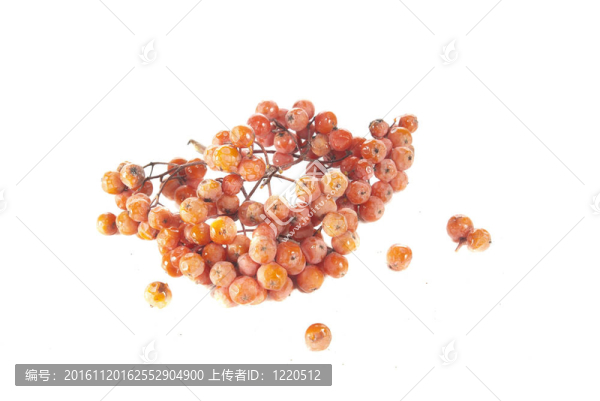 紅果花楸背景