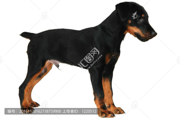小狗狗