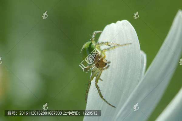 綠蜘蛛
