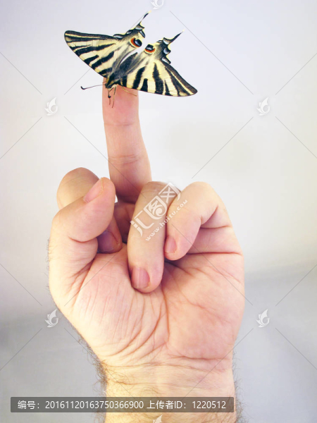 在一只手上有白色背景的蝴蝶