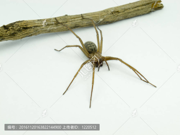 一只蜘蛛的宏（Lycosidae,Licosas）的一個分支