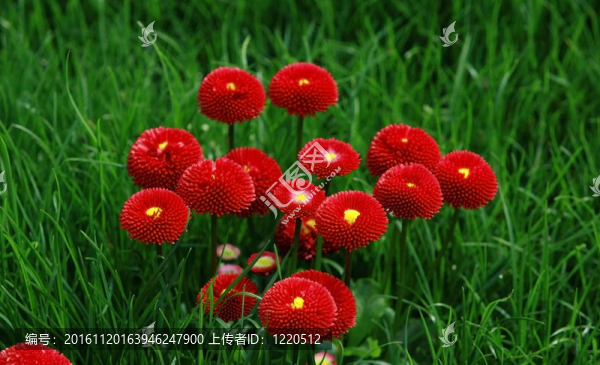 在綠色的草地上的紅花