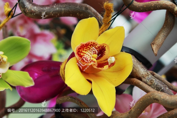 花瓶里的蘭花