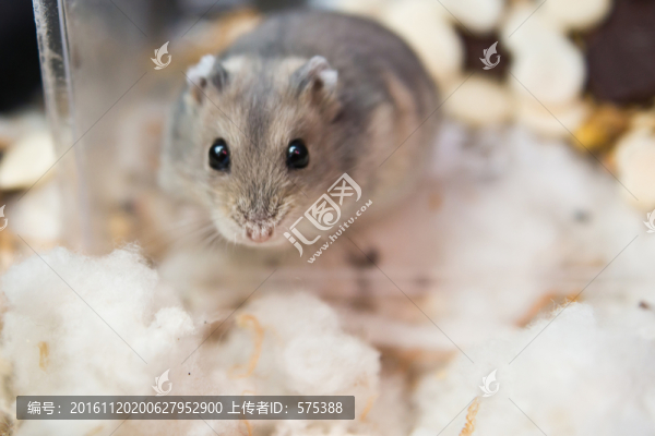 小倉鼠