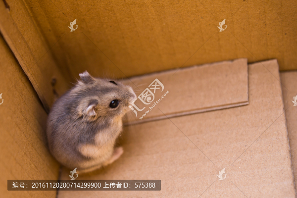小倉鼠