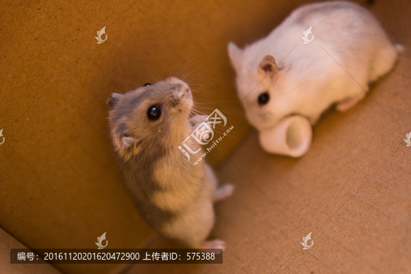 小倉鼠