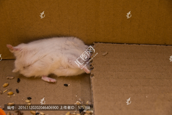 倉鼠