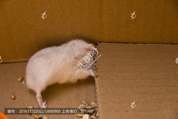 倉鼠