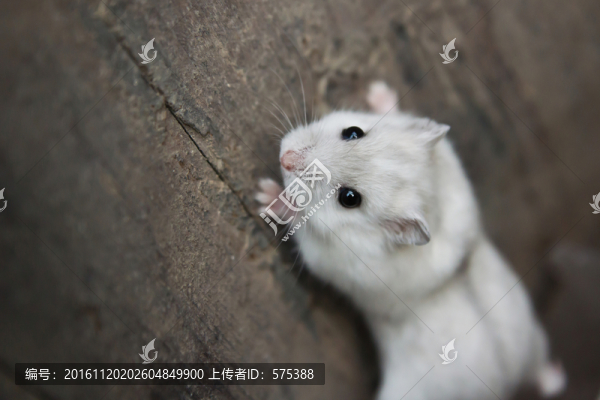 倉鼠