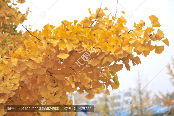 銀杏葉,銀杏樹(shù)