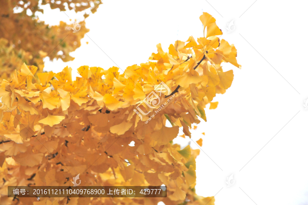 樹(shù)葉,黃葉