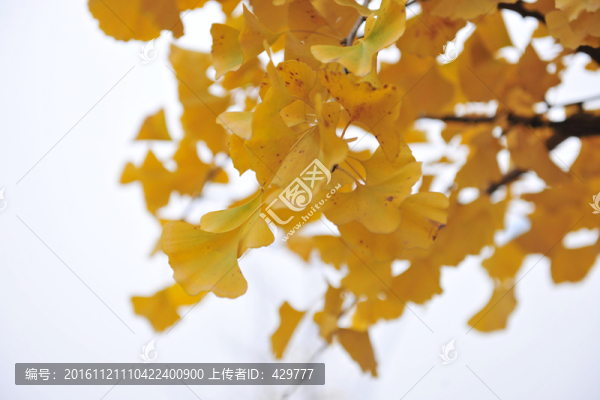秋天,黃葉,,樹(shù)葉