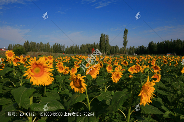 向日葵