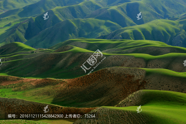 草原
