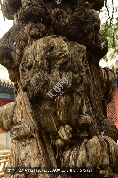 樹瘤子